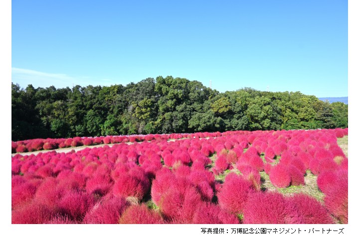 コスモス・コキアフェスタ（万博記念公園）