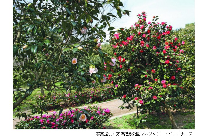 万博記念公園「つばき祭」