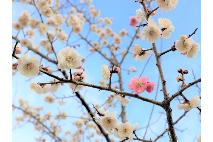 森の花だより ～早春の訪れ～（神戸市立森林植物園）