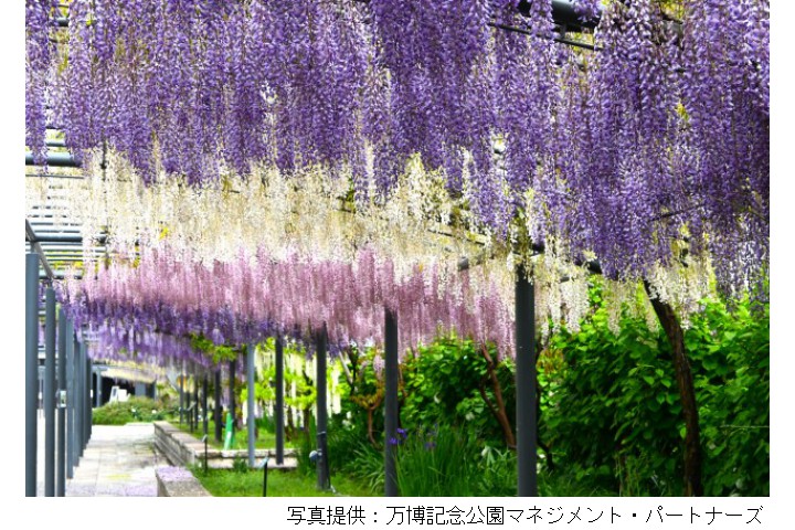 藤まつり（万博記念公園）