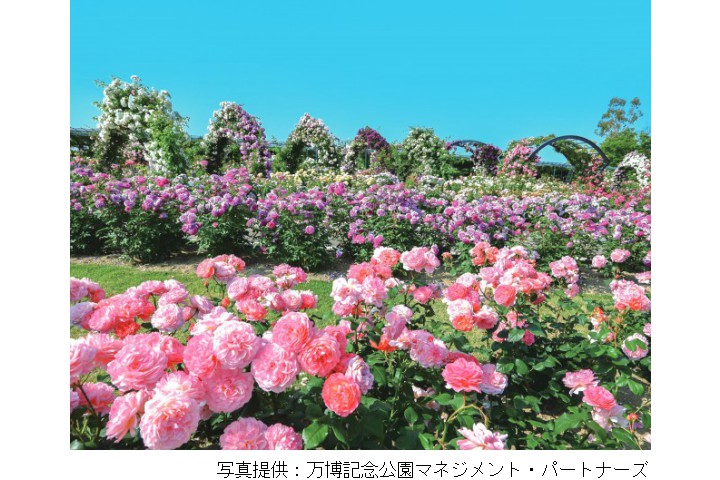 春のローズフェスタ（万博記念公園）