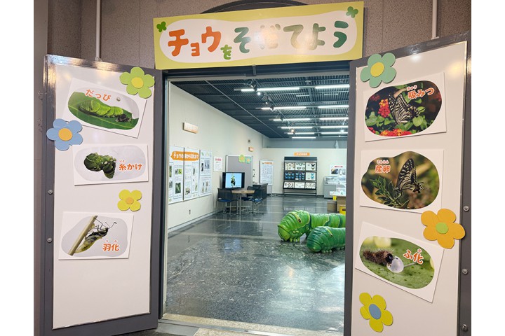 企画展「チョウをそだてよう」（伊丹市昆虫館）