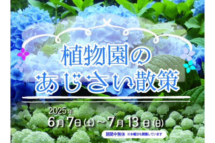植物園のあじさい散策（神戸市立森林植物園）