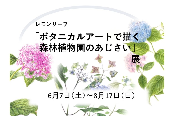 「ボタニカルアートで描く 森林植物園のあじさい」展（神戸市立森林植物園）