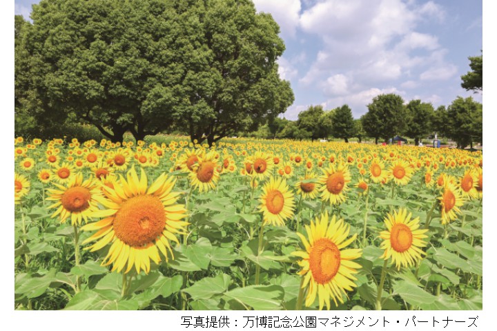 ひまわりフェスタ（万博記念公園）