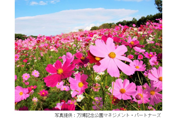 コスモス・コキアフェスタ（万博記念公園）