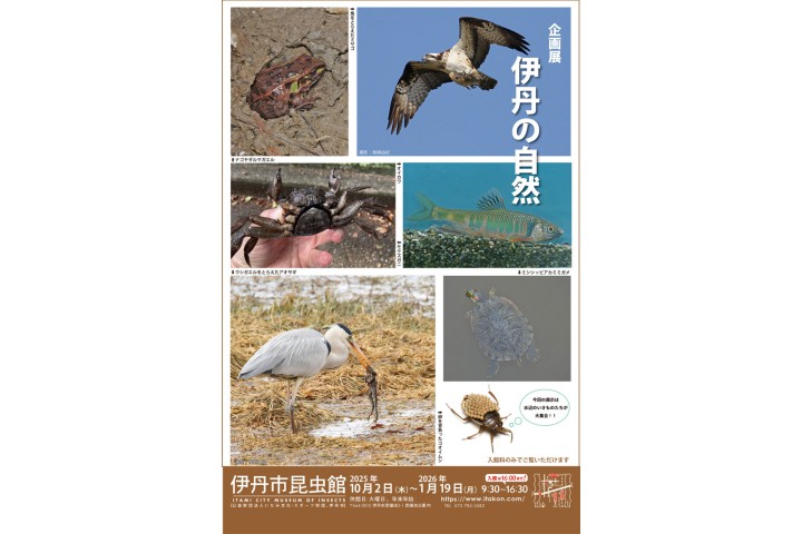 企画展「伊丹の自然」（伊丹市昆虫館）