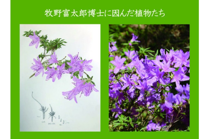 企画展「牧野富太郎に因んだ植物たち」（神戸市立森林植物園）