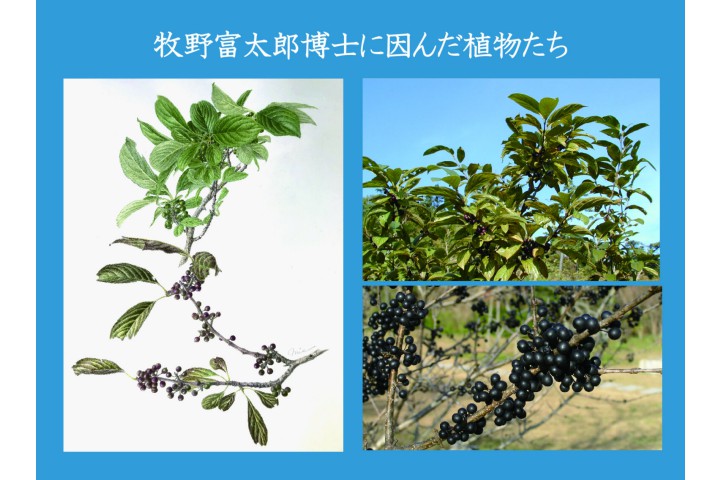 企画展「牧野富太郎に因んだ植物たち」（神戸市立森林植物園）