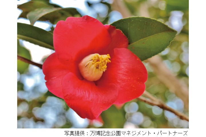 万博記念公園「つばき祭」